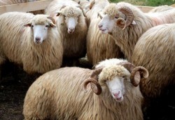 Au furat 26 de ovine dintr-o fermă

