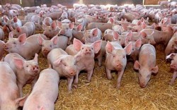 Rusia a impus restricţii temporare pentru  carnea şi produsele din porc provenite din România