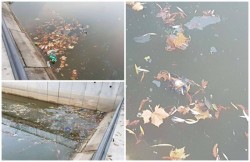 Groapa de gunoi din centrul Aradului. Mizeria, PET-urile şi porumbeii morţi au pus stăpânire pe lacul Pădurice