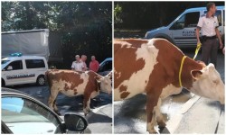 Vaca care a ieşit la plimbare prin oraş ziua în amiaza mare