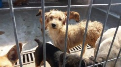 Al treilea Târg de adopţie canină are loc sâmbătă în Parcul Chinologic din Subcetate
