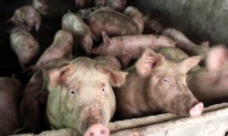 La nivelul municipiului Arad au fost luate măsuri de prevenire a apariției pestei porcine 