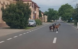 Au ieşit caprele la plimbare prin oraş precum bunicii noştri pe vremuri pe Corso