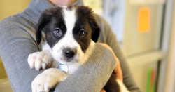 Vino să-ți alegi un prieten la Târgul de Adopție Canină din acest weekend