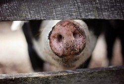 Complexul de porci din Olari, afectat de pesta porcină africană. Deși sănătoși, porcii din fermă nu pot fi vânduți