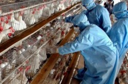 Alertă Alimentară! Acțiuni ANSVSA pentru retragerea de la comercializare a produselor de carne de pasăre din Ungaria notificate de Comisia Europeană