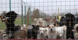 Târgul de adopție canină, sâmbătă la Arad 