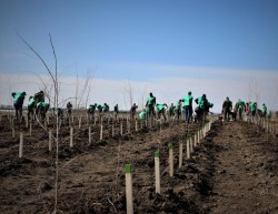Fiecare român va avea un copac. Romsilva va planta circa 20 milioane de puieți forestieri în campania de împăduriri de primăvară

