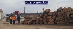 Controale la firmele care comercializează lemne. Peste 100 mc de lemn confiscat