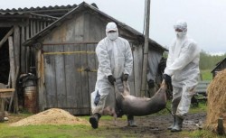 La Macea, porcii uciși de pesta porcină vor fi înhumați într-o groapă comună