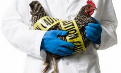 China a raportat primul caz de gripă aviară cu tulpina H10N3 la om. Este vorba de un bărbat în vârstă de 41 de ani

