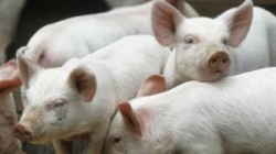 Focar de pestă porcină la Dezna și Laz. Set de măsuri pentru prevenirea răspândirii bolii