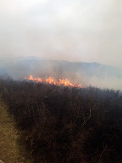 Incendiu extins de vegetație pe 3 kilometri pătrați lângă Tauț. Intervenție cu zeci de pompieri și voluntari