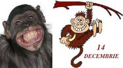Azi maimuțele sunt la putere. 14 decembrie: Ziua Maimuței

