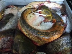 5 tone de pește confiscate la Nădlac în urma depistării unui transport ilegal

