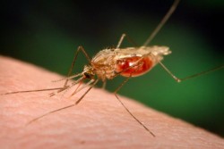 25 aprilie: Ziua Mondială a Malariei