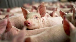 Un nou plan de măsuri pentru controlul și combaterea pestei porcine în Județul Arad