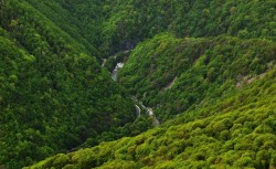 Romsilva a reînnoit certificarea forestieră la standard internațional pentru 80% din pădurile proprietatea publică a statului
