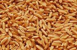 APIA a început plata despăgubirilor de 55 milioane euro acordate producătorilor agricoli pentru pierderile economice cauzate de creşterea importurilor de cereale şi seminţe oleaginoase din Ucraina