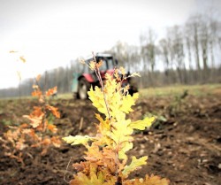 Romsilva a plantat anul trecut mai mult de un puiet pentru fiecare român

