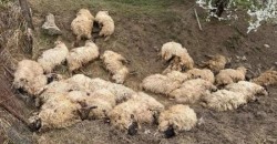 Carnagiu într-o stână de oi. Peste 100 de miorițe au murit sufocate după ce au fost atacate de o haită de câini vagabonzi

