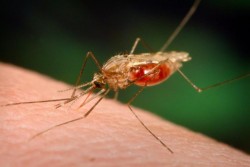 25 aprilie - Ziua Mondială a Malariei