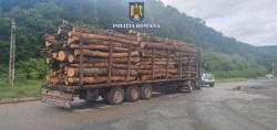 Lemn confiscat și amendă substanțială acordată de polițiștii din Săvârșin pentru nereguli la un transport de material lemnos