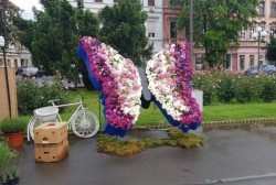 FlorAr 2024. Expoziție de flori în Piața „Avram Iancu“ din Arad